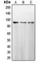 Calnexin antibody, orb213637, Biorbyt, Western Blot image 