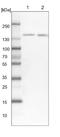 U2 SnRNP Associated SURP Domain Containing antibody, NBP1-92444, Novus Biologicals, Western Blot image 