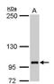Zinc Finger Protein, FOG Family Member 2 antibody, NBP1-32895, Novus Biologicals, Western Blot image 