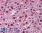 BMP Binding Endothelial Regulator antibody, LS-B3566, Lifespan Biosciences, Immunohistochemistry frozen image 