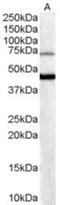 Forkhead Box G1 antibody, NB100-1099, Novus Biologicals, Western Blot image 