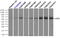 EDL antibody, TA500998, Origene, Immunoprecipitation image 