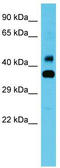 COBW Domain Containing 1 antibody, TA330694, Origene, Western Blot image 