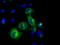 Phosphodiesterase 4A antibody, LS-C115229, Lifespan Biosciences, Immunofluorescence image 