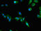 Platelet-activating factor acetylhydrolase IB subunit alpha antibody, orb46871, Biorbyt, Immunofluorescence image 