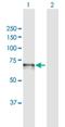 Cell Division Cycle 14A antibody, H00008556-B02P, Novus Biologicals, Western Blot image 