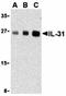 Interleukin 31 antibody, orb74697, Biorbyt, Western Blot image 