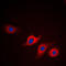 Apolipoprotein L2 antibody, LS-C353364, Lifespan Biosciences, Immunofluorescence image 