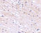 SATB Homeobox 1 antibody, 4679, ProSci, Immunohistochemistry frozen image 