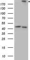 ITGB4 antibody, TA890131S, Origene, Western Blot image 