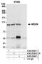 NEDD4 E3 Ubiquitin Protein Ligase antibody, A303-253A, Bethyl Labs, Immunoprecipitation image 