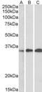 EF-hand domain-containing protein D2 antibody, PA5-18321, Invitrogen Antibodies, Western Blot image 