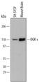 Diacylglycerol Kinase Iota antibody, MAB6435, R&D Systems, Western Blot image 