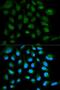 SH2 Domain Containing 1A antibody, LS-B14856, Lifespan Biosciences, Immunofluorescence image 