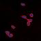 Cadherin 24 antibody, orb315766, Biorbyt, Immunocytochemistry image 