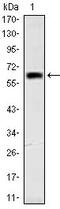Orthodenticle Homeobox 2 antibody, AM06629SU-N, Origene, Western Blot image 