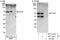 EYA Transcriptional Coactivator And Phosphatase 2 antibody, NBP1-46817, Novus Biologicals, Western Blot image 