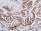 Kdap antibody, TA327712, Origene, Immunohistochemistry frozen image 