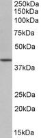 POU Class 5 Homeobox 1 antibody, STJ72238, St John