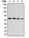 Zinc Finger Protein 169 antibody, orb412621, Biorbyt, Western Blot image 
