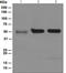 Selenoprotein P antibody, TA311059, Origene, Western Blot image 