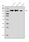 Dyn3 antibody, A06890-2, Boster Biological Technology, Western Blot image 