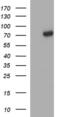 Methyltransferase Like 25 antibody, MA5-26347, Invitrogen Antibodies, Western Blot image 