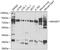 Rho Guanine Nucleotide Exchange Factor 7 antibody, 13-905, ProSci, Western Blot image 