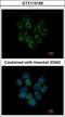 Ceruloplasmin antibody, GTX113168, GeneTex, Immunofluorescence image 