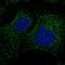 F-box/WD repeat-containing protein 9 antibody, HPA042087, Atlas Antibodies, Immunocytochemistry image 