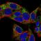 Valyl-tRNA synthetase, mitochondrial antibody, HPA062449, Atlas Antibodies, Immunocytochemistry image 