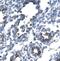 TATA-Box Binding Protein Associated Factor 7 antibody, PA1-24481, Invitrogen Antibodies, Immunohistochemistry frozen image 