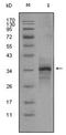 Myostatin antibody, AM06308SU-N, Origene, Western Blot image 