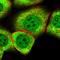 Myosin-Vc antibody, HPA032116, Atlas Antibodies, Immunofluorescence image 