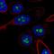 CDKN2A antibody, HPA047838, Atlas Antibodies, Immunofluorescence image 