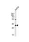 Exosome complex exonuclease RRP4 antibody, abx034983, Abbexa, Western Blot image 