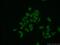 Upstream Transcription Factor 1 antibody, 22327-1-AP, Proteintech Group, Immunofluorescence image 