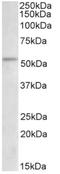 Serine/threonine-protein kinase Chk1 antibody, AP32963PU-N, Origene, Western Blot image 