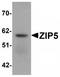 Zinc transporter ZIP5 antibody, TA320158, Origene, Western Blot image 