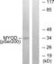 Myogenic Differentiation 1 antibody, LS-C199293, Lifespan Biosciences, Western Blot image 