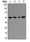 Ornithine Decarboxylase 1 antibody, orb381927, Biorbyt, Western Blot image 