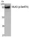 Mitogen-Activated Protein Kinase Kinase Kinase 11 antibody, PA5-40303, Invitrogen Antibodies, Western Blot image 