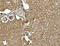 Sestrin-2 antibody, 8023, ProSci Inc, Immunohistochemistry paraffin image 