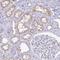 Epiphycan antibody, NBP2-33445, Novus Biologicals, Immunohistochemistry frozen image 