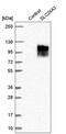 Chloride anion exchanger antibody, HPA036055, Atlas Antibodies, Western Blot image 