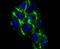 Complement C4A (Rodgers Blood Group) antibody, A01095-2, Boster Biological Technology, Immunocytochemistry image 