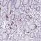 Cyclin O antibody, NBP2-14806, Novus Biologicals, Immunohistochemistry paraffin image 