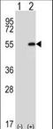 DDX39A antibody, LS-C167334, Lifespan Biosciences, Western Blot image 