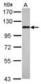Ribosome biogenesis protein BOP1 antibody, NBP2-15606, Novus Biologicals, Western Blot image 