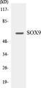 SRY-Box 9 antibody, EKC1535, Boster Biological Technology, Western Blot image 